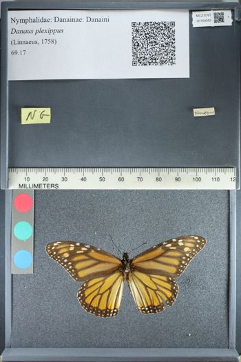 Media type: image;   Entomology 164582